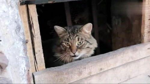 盒子里的猫免费完整版吃瓜,免费完整版吃瓜大揭秘  第2张 盒子里的猫免费完整版吃瓜,免费完整版吃瓜大揭秘  第2张