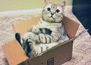 盒子里的猫免费完整版吃瓜,免费完整版吃瓜大揭秘  第3张 盒子里的猫免费完整版吃瓜,免费完整版吃瓜大揭秘  第3张