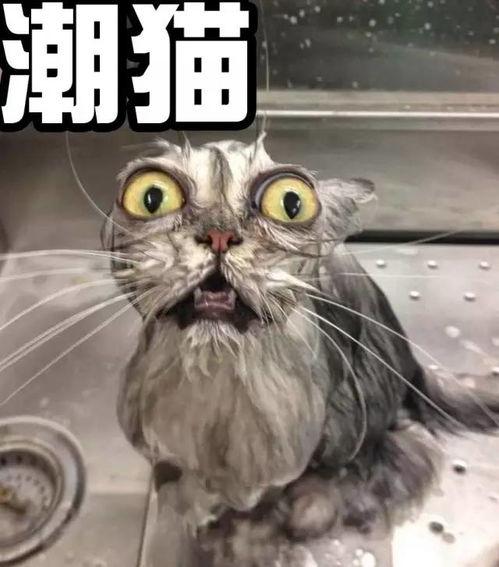 猫神爆料自己参训的视频,揭秘电竞选手日常训练幕后