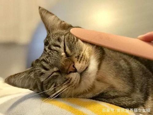 猫神爆料自己参训的视频,揭秘电竞选手日常训练幕后  第2张 猫神爆料自己参训的视频,揭秘电竞选手日常训练幕后  第2张