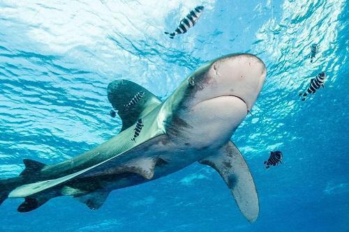 娱乐吃瓜酱鲨鱼,揭秘娱乐圈那些不为人知的幕后故事  第3张 娱乐吃瓜酱鲨鱼,揭秘娱乐圈那些不为人知的幕后故事  第3张