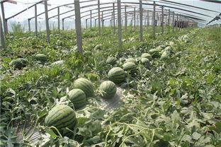 东北网红吃瓜群众视频,揭秘网络热点背后的故事 第3张 东北网红吃瓜群众视频,揭秘网络热点背后的故事 第3张