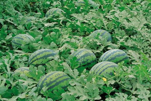 云南高校免费吃瓜资源群,免费吃瓜资源群大揭秘