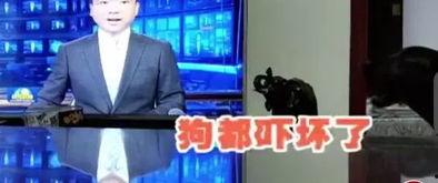 标题夸张的搞笑新闻爆料 第3张 标题夸张的搞笑新闻爆料 第3张