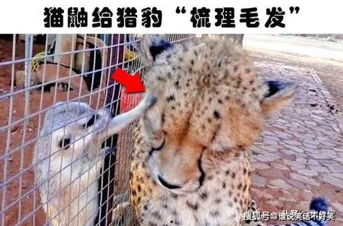 扒爷爆料小猎豹视频大全,小猎豹视频大全背后的精彩瞬间