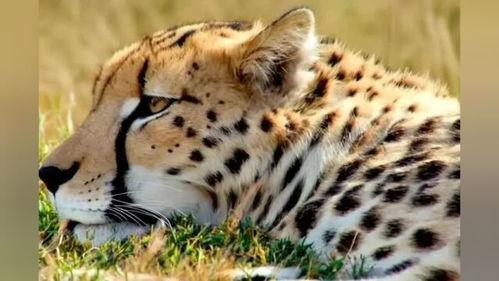 扒爷爆料小猎豹视频大全,小猎豹视频大全背后的精彩瞬间 第3张 扒爷爆料小猎豹视频大全,小猎豹视频大全背后的精彩瞬间 第3张