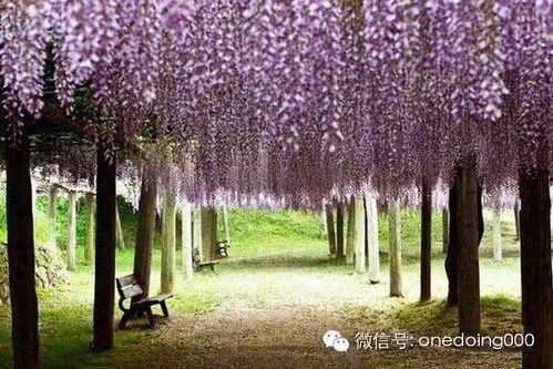 紫藤花园在线观看,浪漫邂逅,在线重温唯美爱情故事 第1张 紫藤花园在线观看,浪漫邂逅,在线重温唯美爱情故事 第1张