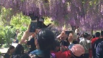 紫藤花园在线观看,浪漫邂逅,在线重温唯美爱情故事 第3张 紫藤花园在线观看,浪漫邂逅,在线重温唯美爱情故事 第3张