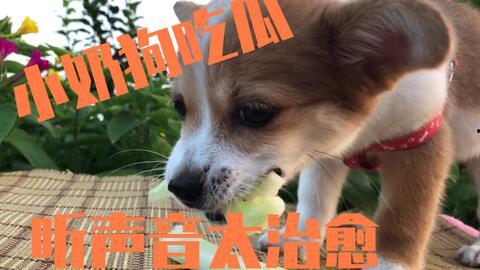吃瓜小狗小说免费阅读,揭秘娱乐圈背后的秘密 第2张 吃瓜小狗小说免费阅读,揭秘娱乐圈背后的秘密 第2张