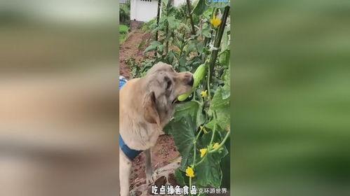 吃瓜小狗小说免费阅读,揭秘娱乐圈背后的秘密 第3张 吃瓜小狗小说免费阅读,揭秘娱乐圈背后的秘密 第3张