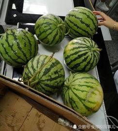 免费学校吃瓜,揭秘教育公平的甜蜜与苦涩 第1张 免费学校吃瓜,揭秘教育公平的甜蜜与苦涩 第1张