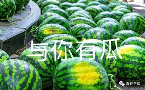 免费学校吃瓜,揭秘教育公平的甜蜜与苦涩 第3张 免费学校吃瓜,揭秘教育公平的甜蜜与苦涩 第3张